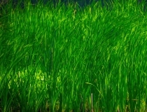grass-11