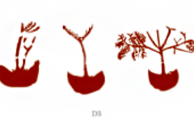 Sacred Plants